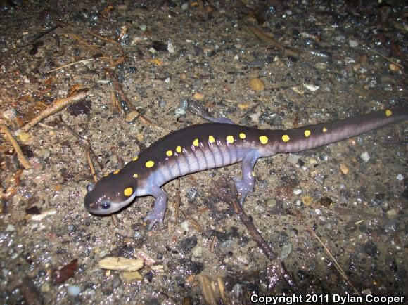 Spotted Salamander (Ambystoma maculatum)