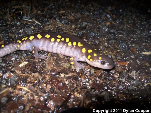 Spotted Salamander (Ambystoma maculatum)