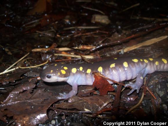 Spotted Salamander (Ambystoma maculatum)