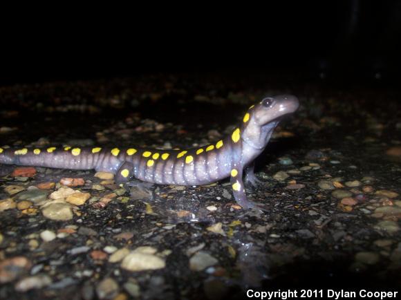 Spotted Salamander (Ambystoma maculatum)