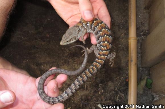 San Diego Alligator Lizard (Elgaria multicarinata webbii)