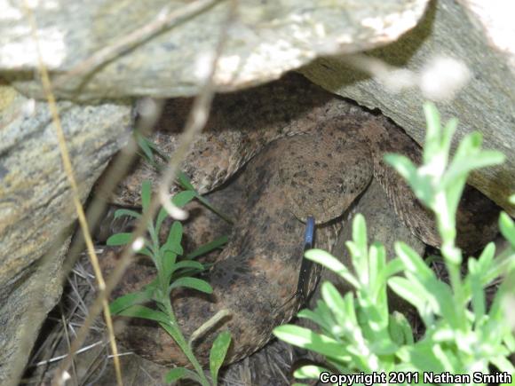 Southwestern Speckled Rattlesnake (Crotalus mitchellii pyrrhus)