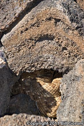 Western Diamond-backed Rattlesnake (Crotalus atrox)