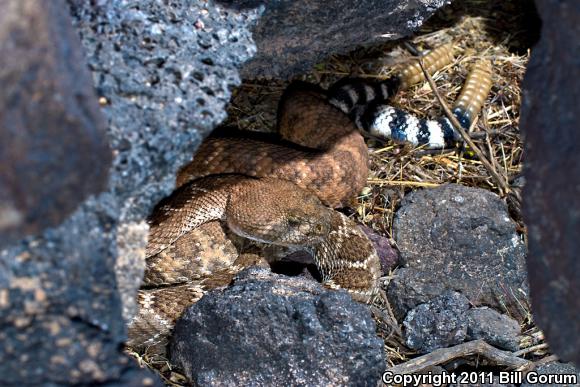 Western Diamond-backed Rattlesnake (Crotalus atrox)