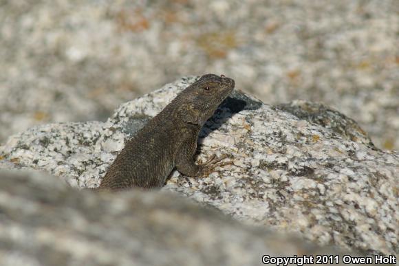 Coast Range Fence Lizard (Sceloporus occidentalis bocourtii)