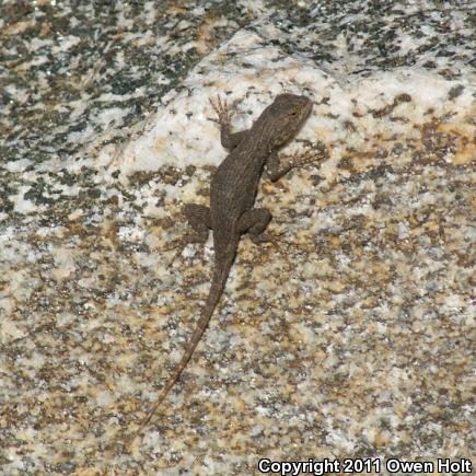 Coast Range Fence Lizard (Sceloporus occidentalis bocourtii)