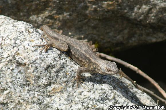 Coast Range Fence Lizard (Sceloporus occidentalis bocourtii)