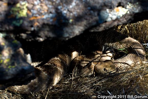 Western Diamond-backed Rattlesnake (Crotalus atrox)