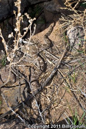 Western Diamond-backed Rattlesnake (Crotalus atrox)