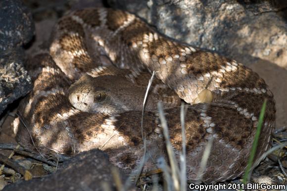 Western Diamond-backed Rattlesnake (Crotalus atrox)