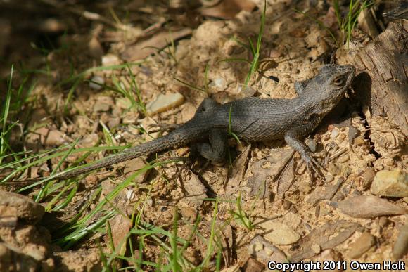 Coast Range Fence Lizard (Sceloporus occidentalis bocourtii)