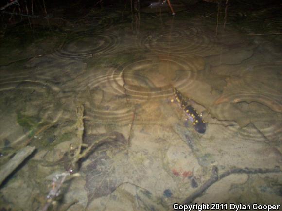 Spotted Salamander (Ambystoma maculatum)