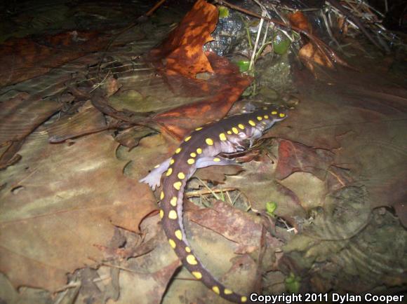 Spotted Salamander (Ambystoma maculatum)