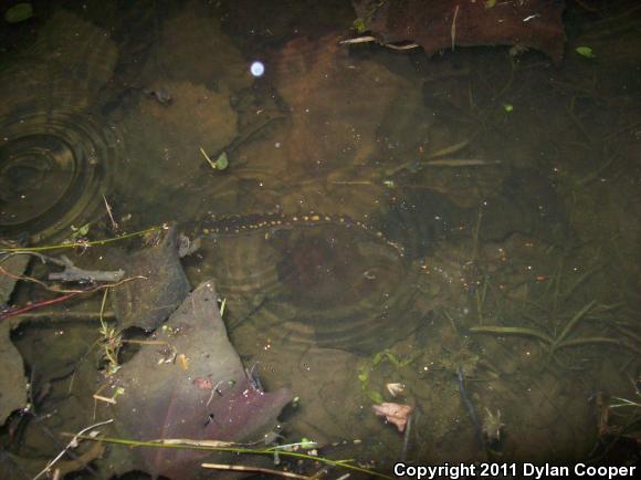 Spotted Salamander (Ambystoma maculatum)