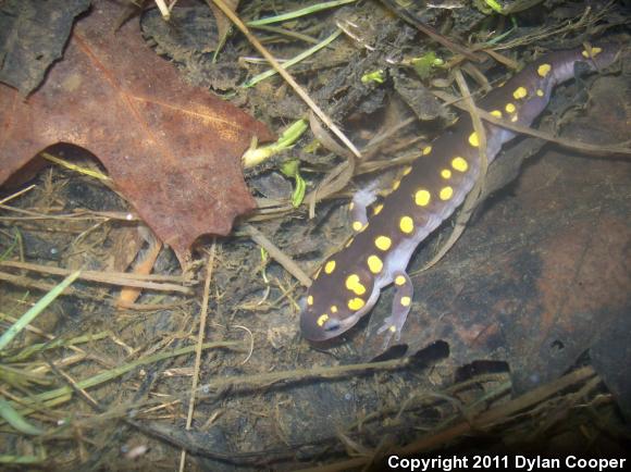 Spotted Salamander (Ambystoma maculatum)