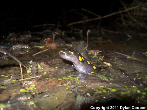 Spotted Salamander (Ambystoma maculatum)