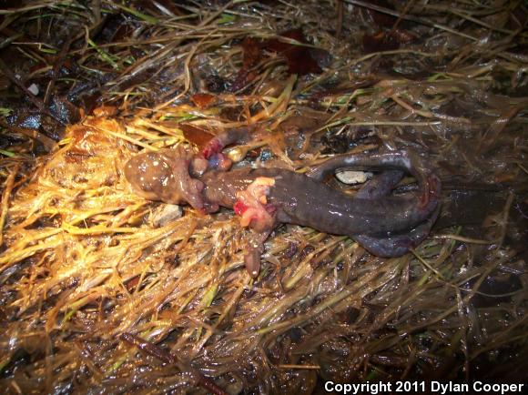 Jefferson Salamander (Ambystoma jeffersonianum)