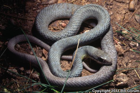 Western Yellow-bellied Racer (Coluber constrictor mormon)