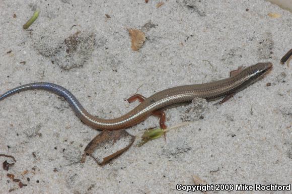 Bluetail Mole Skink (Plestiodon egregius lividus)