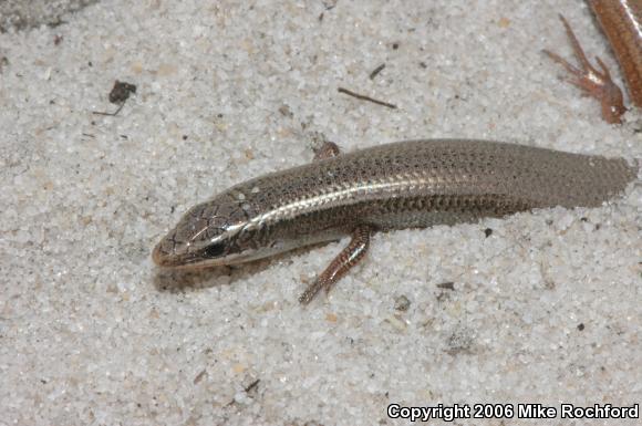 Bluetail Mole Skink (Plestiodon egregius lividus)