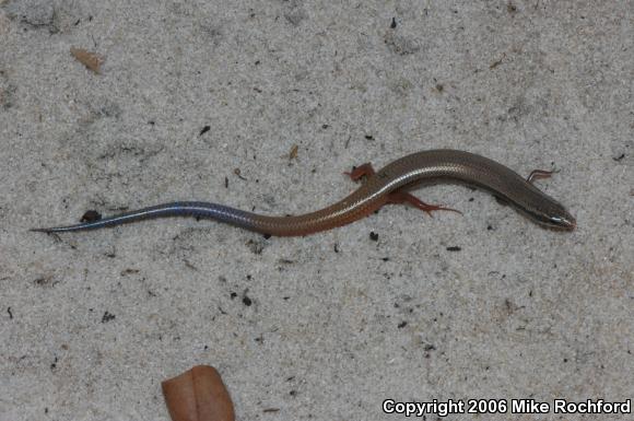 Bluetail Mole Skink (Plestiodon egregius lividus)