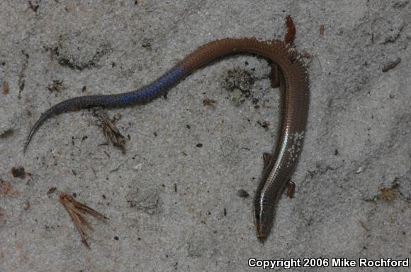 Bluetail Mole Skink (Plestiodon egregius lividus)