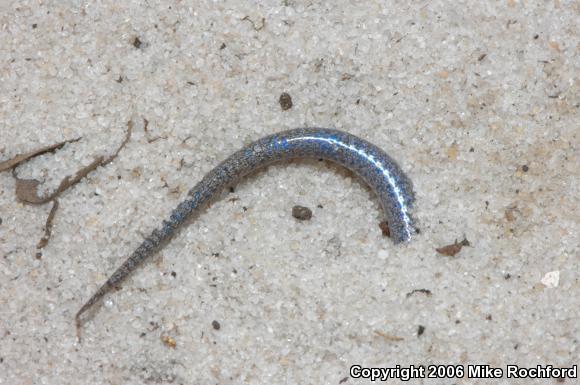 Bluetail Mole Skink (Plestiodon egregius lividus)
