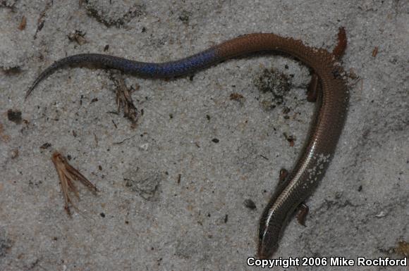 Bluetail Mole Skink (Plestiodon egregius lividus)