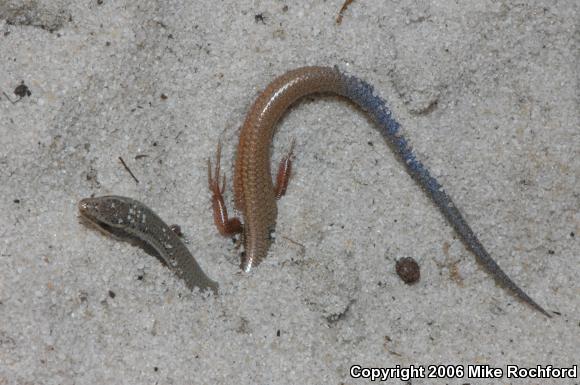 Bluetail Mole Skink (Plestiodon egregius lividus)