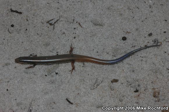 Bluetail Mole Skink (Plestiodon egregius lividus)