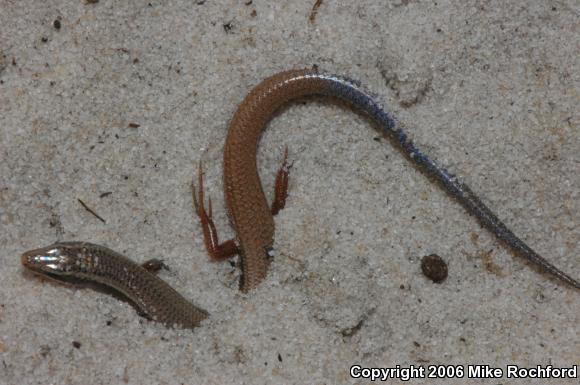 Bluetail Mole Skink (Plestiodon egregius lividus)