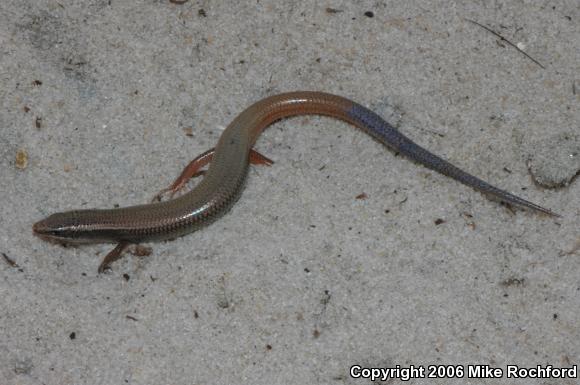 Bluetail Mole Skink (Plestiodon egregius lividus)