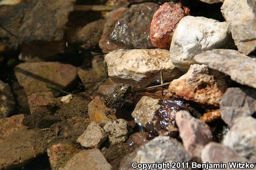 Amargosa Toad (Anaxyrus nelsoni)