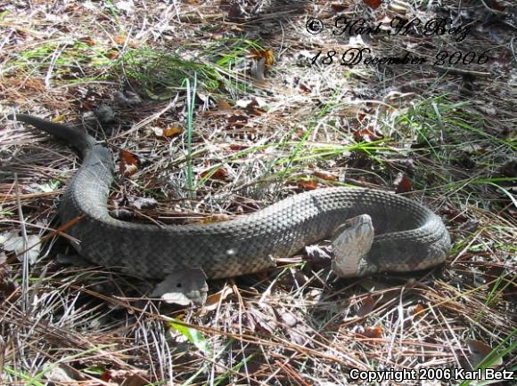 Florida Cottonmouth (Agkistrodon piscivorus conanti)