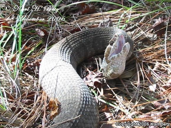 Florida Cottonmouth (Agkistrodon piscivorus conanti)