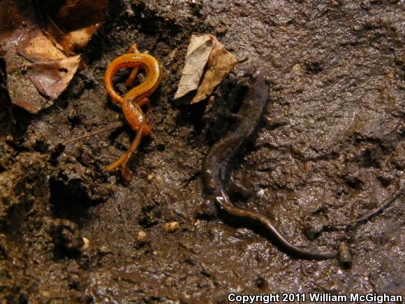 Carolina Mountain Dusky Salamander (Desmognathus carolinensis)