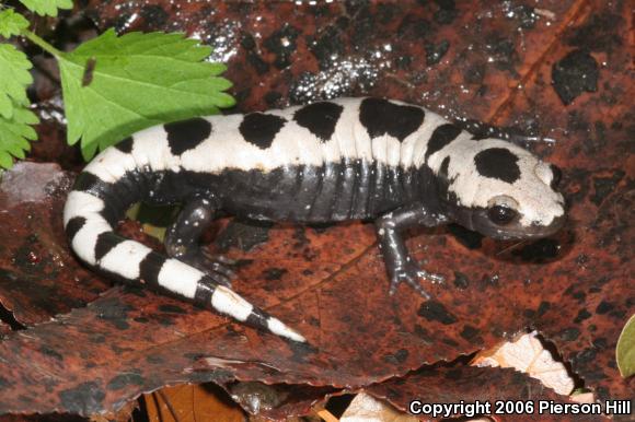 Marbled Salamander (Ambystoma opacum)