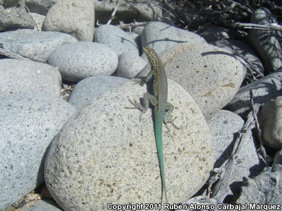 Santa Catalina Side-blotched Lizard (Uta squamata)