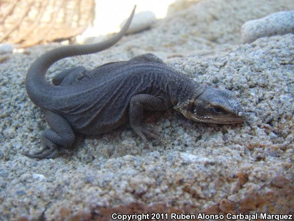 Spotted Chuckwalla (Sauromalus klauberi)