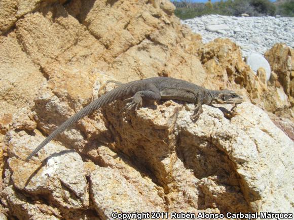 Spotted Chuckwalla (Sauromalus klauberi)