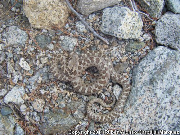 Santa Catalina Island Nightsnake (Hypsiglena chlorophaea catalinae)