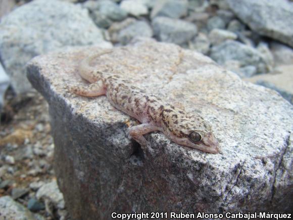 Catalina Island Leaf-toed Gecko (Phyllodactylus bugastrolepis)