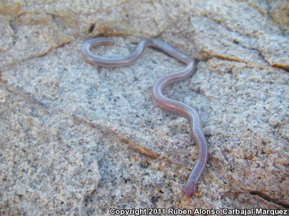 Santa Catalina Threadsnake (Leptotyphlops humilis levitoni)