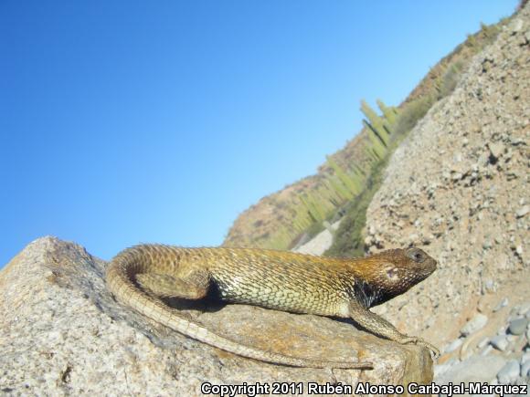 Santa Catalina Spiny Lizard (Sceloporus lineatulus)