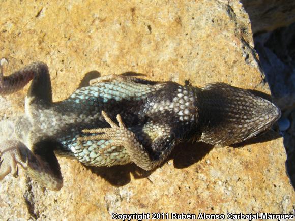 Santa Catalina Spiny Lizard (Sceloporus lineatulus)