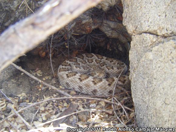 Santa Catalina Island Rattlesnake (Crotalus catalinensis)