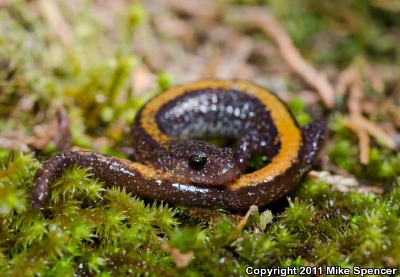 Ozark Zigzag Salamander (Plethodon angusticlavius)