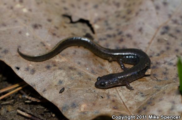 Oklahoma Salamander (Eurycea tynerensis)
