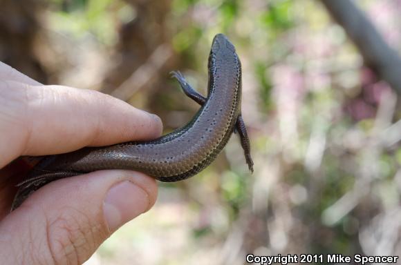 Southern Coal Skink (Plestiodon anthracinus pluvialis)