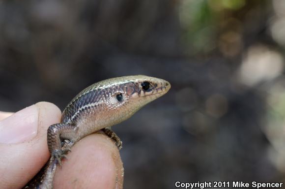 Southern Coal Skink (Plestiodon anthracinus pluvialis)